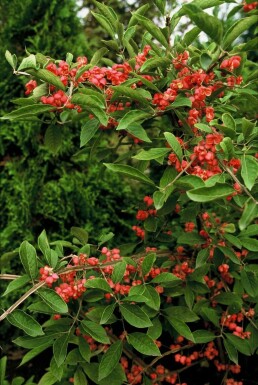 Euonymus phellomanus Benvedssläktet buske 20-30 i kruka C2