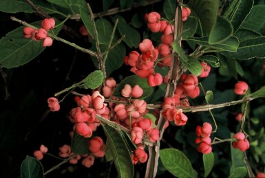 Kardinaalsmuts Euonymus phellomanus Struik 20-30 Pot C2