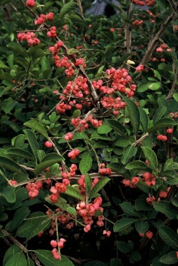 Fusain liège de Chine Euonymus phellomanus Arbuste 20-30 Pot 2 l (C2)