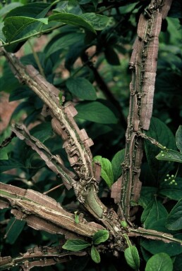 Euonymus phellomanus Benvedssläktet buske 20-30 i kruka C2