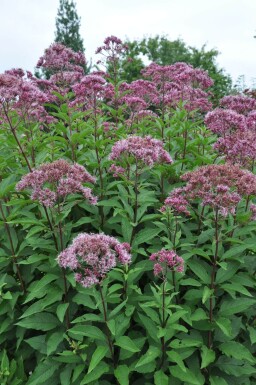 Purpurdost Eupatorium maculatum 'Atropurpureum' 5-10 Topf 9x9 cm (P9)