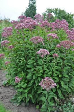 Koninginnekruid Eupatorium maculatum 'Atropurpureum' 5-10 Pot P9