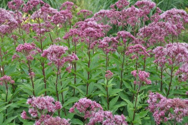 Koninginnekruid Eupatorium maculatum 'Atropurpureum' 5-10 Pot P9