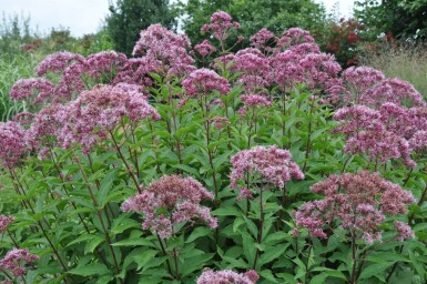 Eupatoire maculée Eupatorium maculatum 'Atropurpureum' 5-10 Pot 9x9 cm (P9)