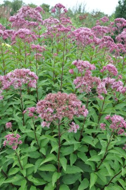 Plettet hjortetrøst Eupatorium maculatum 'Atropurpureum' 5-10 potte P9