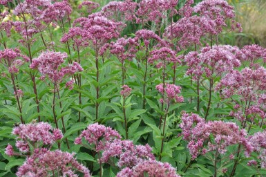 Eupatorium maculatum 'Atropurpureum' Rosenflockel 5-10 i kruka P9