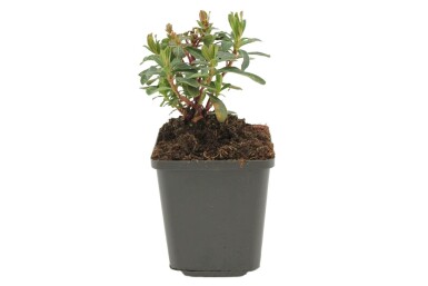 Euphorbe faux amandier Euphorbia amygdaloides 'Purpurea' 5-10 Pot 9x9 cm (P9)