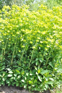 Lundvortemælk Euphorbia amygdaloides 'Robbiae' 5-10 potte P9