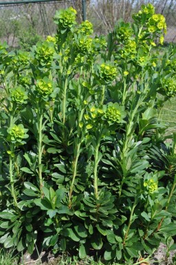 Euphorbia amygdaloides 'Robbiae' Mandeltörel 5-10 i kruka P9