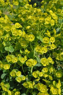 Euphorbe faux amandier Euphorbia amygdaloides 'Robbiae' 5-10 Pot 9x9 cm (P9)