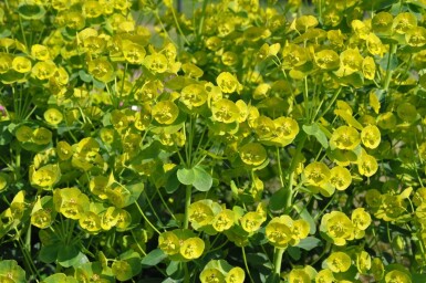 Lundvortemælk Euphorbia amygdaloides 'Robbiae' 5-10 potte P9