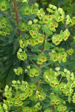 Euphorbia × martini Törlar 5-10 i kruka P9