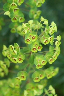 Vortemælk Euphorbia × martini 5-10 potte P9