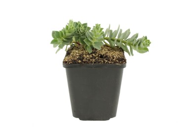 Euphorbe de Corse Euphorbia myrsinites 5-10 Pot 9x9 cm (P9)