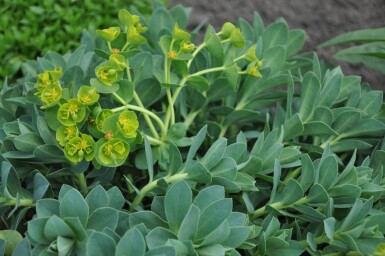 Blågrøn vortemælk Euphorbia myrsinites 5-10 potte P9