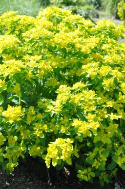 Forårsvortemælk Euphorbia polychroma 5-10 potte P9