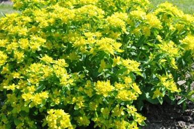 Euphorbe faux thym Euphorbia polychroma 5-10 Pot 9x9 cm (P9)