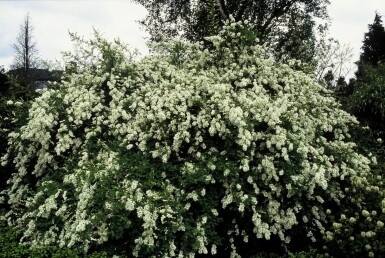 Exochorda × macrantha 'The Bride' Pärlbuskar buske 40-50 i kruka C2