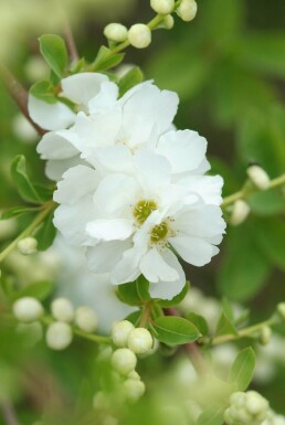 Exochorda × macrantha 'The Bride' Pärlbuskar buske 40-50 i kruka C2