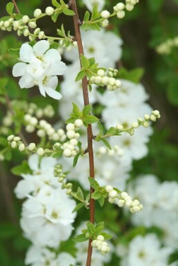 Arbre aux perles Exochorda × macrantha 'The Bride' Arbuste 40-50 Pot 2 l (C2)