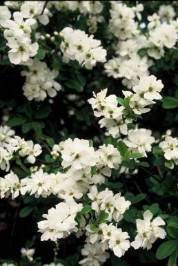 Exochorda × macrantha 'The Bride' Pärlbuskar buske 40-50 i kruka C2