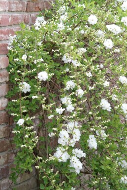 Perlebusk Exochorda × macrantha 'The Bride' busk 40-50 potte C2