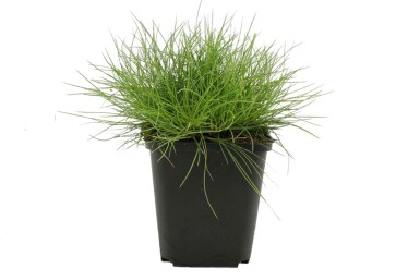 Bjørnegræs Festuca gautieri 'Pic Carlet' 5-10 potte P9