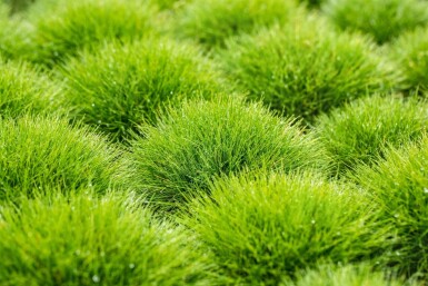 Fétuque de Gautier Festuca gautieri 5-10 Pot 9x9 cm (P9)