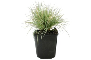 Blå svingel Festuca glauca 5-10 potte P9