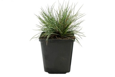 Festuca glauca 'Elijah Blue' Blåsvingel 5-10 i kruka P9