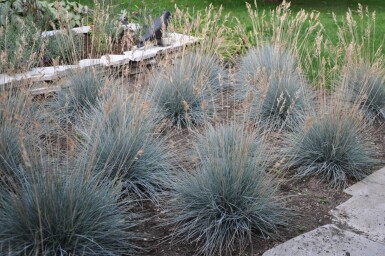 Blauw schapengras Festuca glauca 'Elijah Blue' 5-10 Pot P9