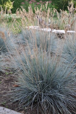 Festuca glauca 'Elijah Blue' Blåsvingel 5-10 i kruka P9