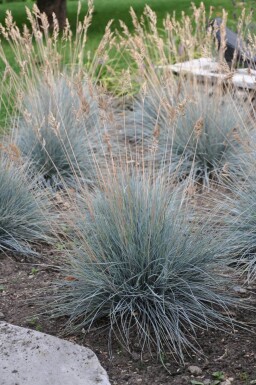 Festuca glauca 'Elijah Blue' Blåsvingel 5-10 i kruka P9