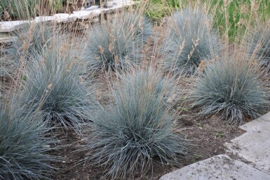 Blå svingel Festuca glauca 'Elijah Blue' 5-10 potte P9