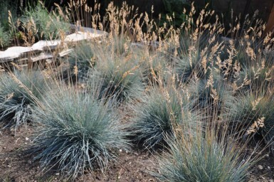 Blau-Schwingel Festuca glauca 'Elijah Blue' 5-10 Topf 9x9 cm (P9)