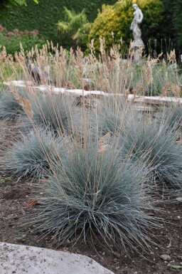 Blå svingel Festuca glauca 'Elijah Blue' 5-10 potte P9