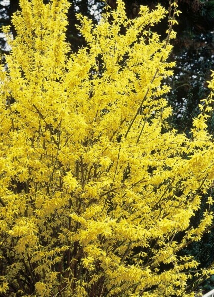 Forsythia intermedia 'Spectabilis'