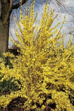 Haveforsytia Forsythia × intermedia 'Weekend' busk 80-100 potte C12