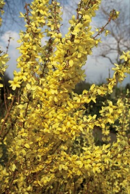 Forsythia intermédiaire Forsythia × intermedia 'Weekend' Arbuste 80-100 Pot 12 l (C12)