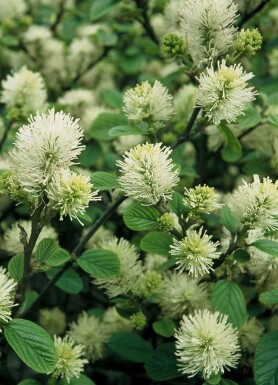 Lampenpoetserstruik Fothergilla major Struik 20-30 Pot C2