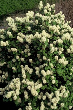 Großer Federbuschstrauch Fothergilla major Strauch 20-30 Topf 2 ltr. (C2)