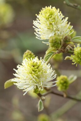 Fothergilla major Stor häxal buske 20-30 i kruka C2