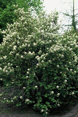 Stor troldel Fothergilla major busk 20-30 potte C2