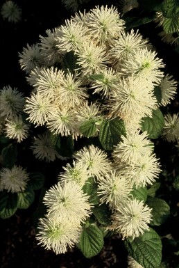 Großer Federbuschstrauch Fothergilla major Strauch 20-30 Topf 2 ltr. (C2)