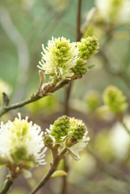 Stor troldel Fothergilla major busk 20-30 potte C2