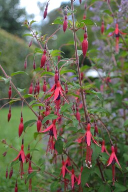 Hækfuchsia Fuchsia magellanica 'Gracilis' 5-10 potte P9