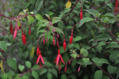 Fuchsia de Magellan Fuchsia magellanica 'Gracilis' 5-10 Pot 9x9 cm (P9)