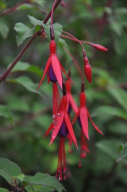 Hækfuchsia Fuchsia magellanica 'Gracilis' 5-10 potte P9