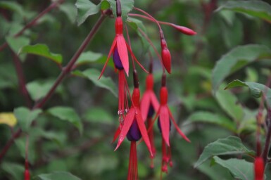 Hækfuchsia Fuchsia magellanica 'Gracilis' 5-10 potte P9