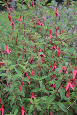 Fuchsia de Magellan Fuchsia magellanica 'Gracilis' 5-10 Pot 9x9 cm (P9)